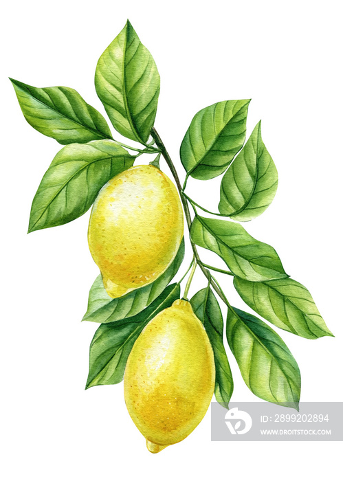 Lemon juicy citrus isolated hand painted. Yellow fruits, tree branch leaves, realistic botanical watercolor illustration.