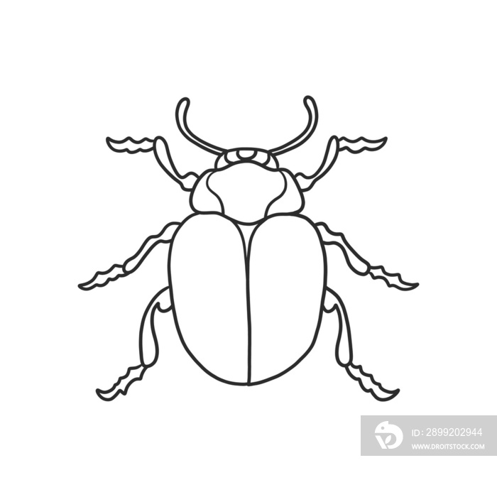 beetle Insects and bug illustration