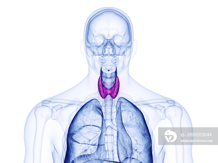 3d rendered medically accurate illustration of the thyroid gland