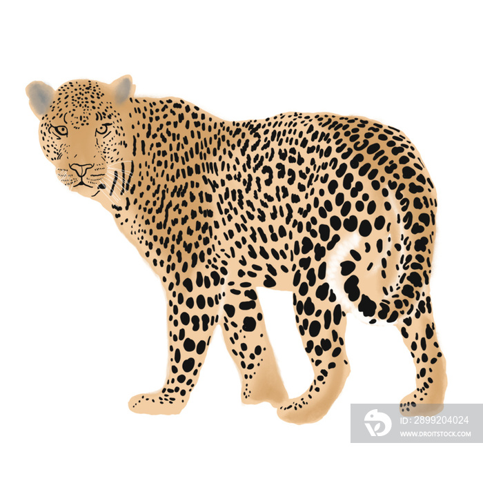 leopard