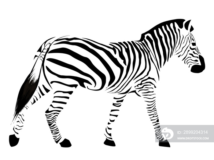 Zebra with black stripes isolated on a white background.