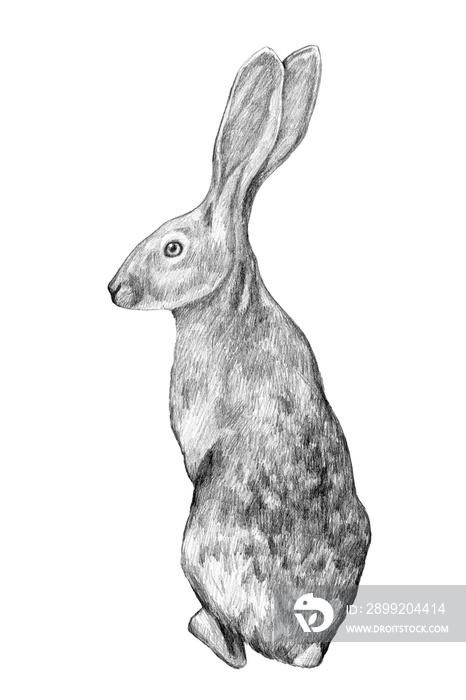 Graphic hand-drawing in pencil. Sketch of a hare isolated on white. Vintage style. Realistic drawing of a rabbit.