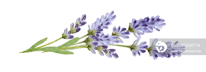 Lavender flowers watercolor illustration. Organic Lavandula herb buds with green leaves close up illustration. Medical and aroma lilac herb botanical drawing. Isolated on white background.