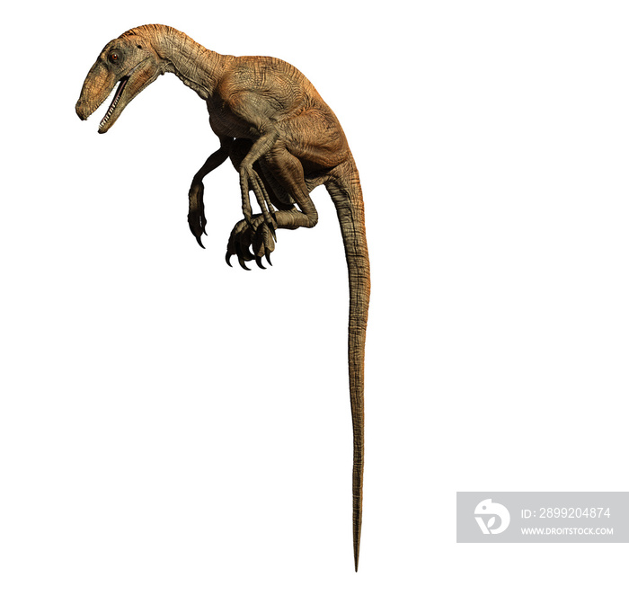 Velociraptor dinosaur jurassic