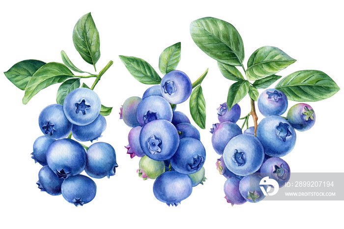 Blueberry twigs, berries and leaves on an isolated white background. Watercolor botanical illustration