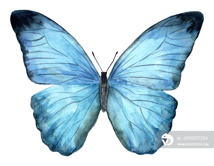 Watercolor butterfly isolated on white background.