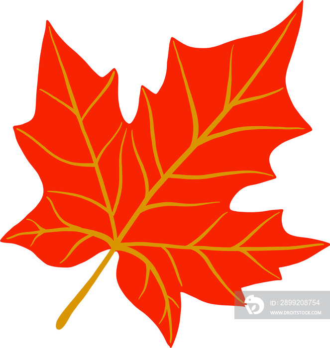 simplicity maple leaf freehand drawing flat design.