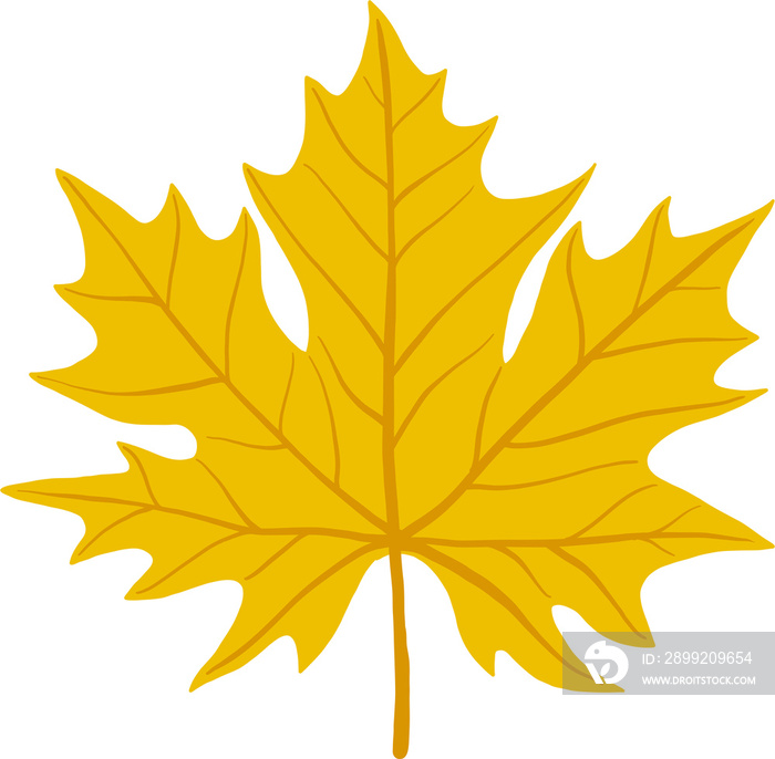 simplicity maple leaf freehand drawing flat design.