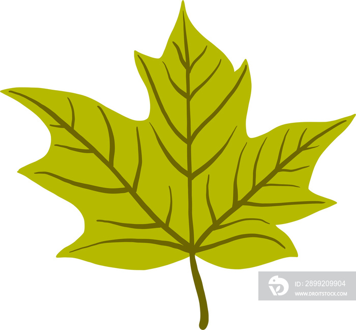 simplicity maple leaf freehand drawing flat design.