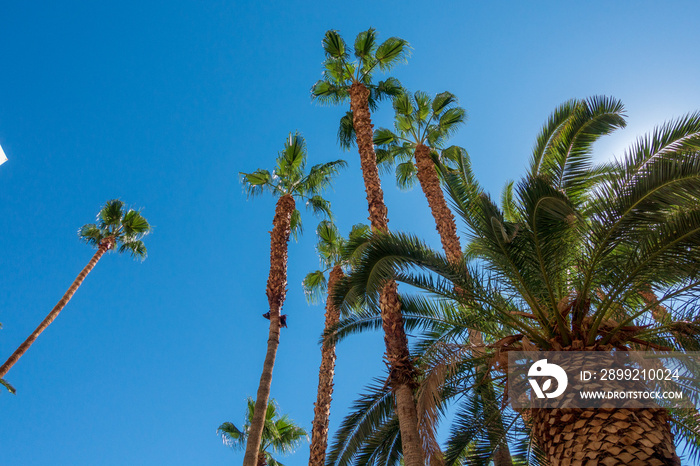 Bottom view to palms and hotel building against blue sky.