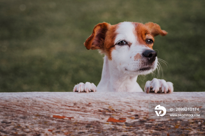 portrait of cute small jack russell terrier standing on two paws on the grass in a park looking at the camera. Fun outdoors. top view