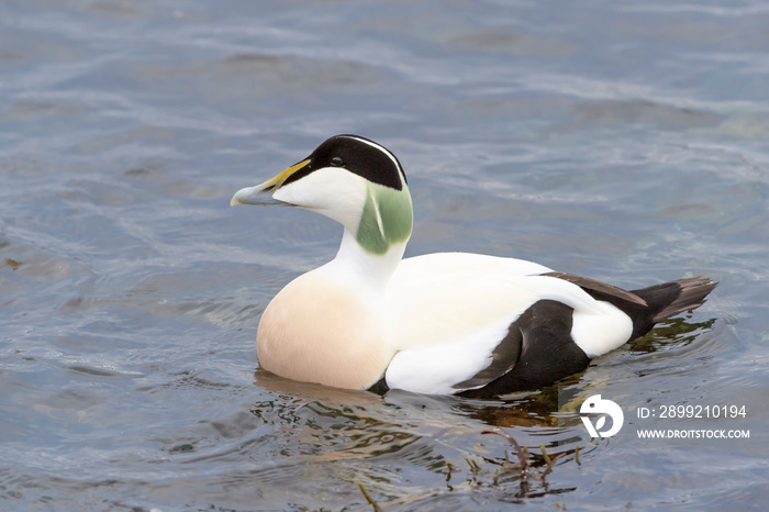 Common Eider (Somateria mollissima) adult male swimming, Flatanger, Norway