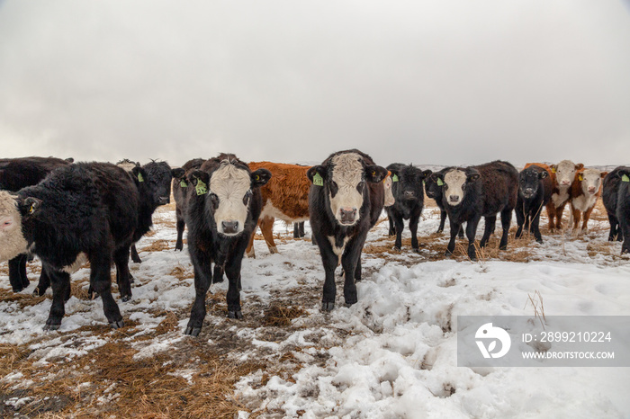 Hereford cattle looking at the camera, in a fied with snow