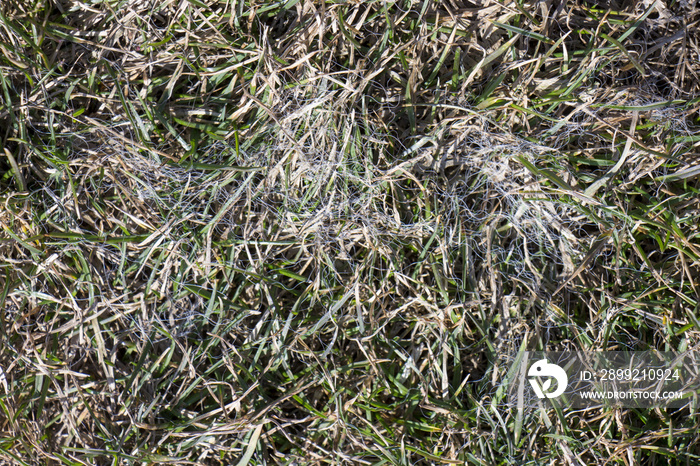 Spring lawn grass affected by grey snow mold Typhula sp. in the April garden