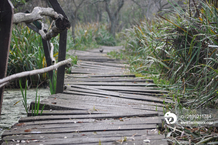 uneven path made of wooden planks at ecological reserve and natural park Ribera north, Buenos Aires, Argentina, with a snipe crossing