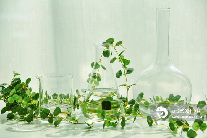 Natural drug research, Plant extraction in scientific glassware, Alternative green herb medicine, Natural organic skincare beauty products, Laboratory and development concept.