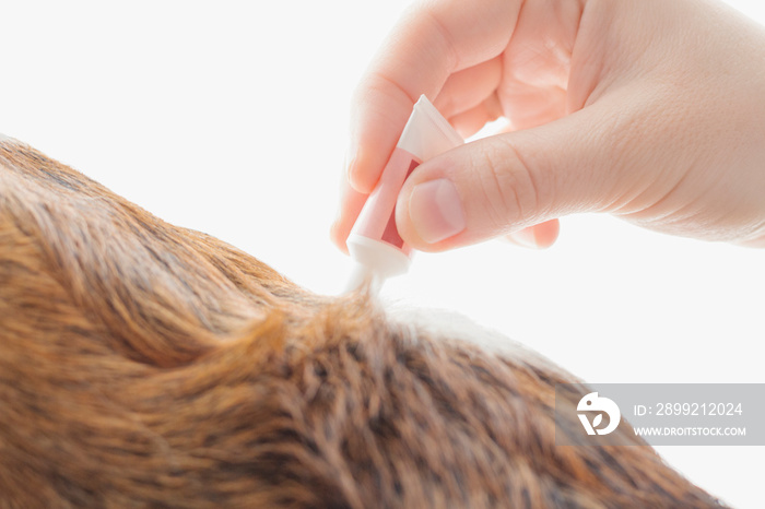 Woman’s hand using a pipette on her dog’s hair, as protection against diseases transmitted by mosquitoes or ticks. Close up, selective focus, concepts