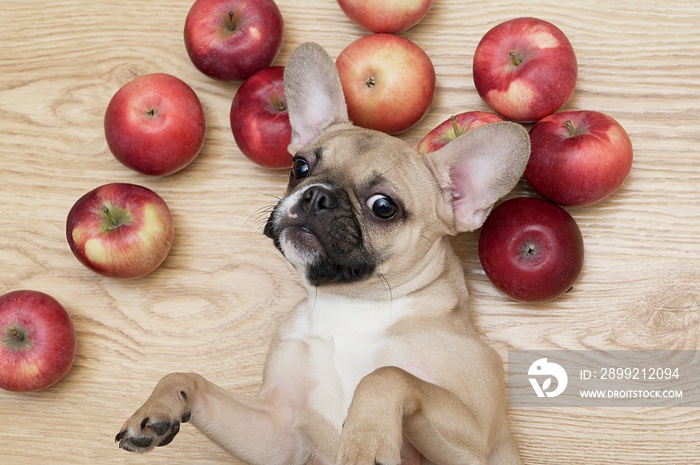 A bulldog breed dog lies relaxed among ripe apples on a wooden floor and looks playfully into the camera.