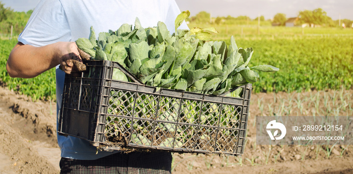 A farmer carry fresh cabbage seedlings in a box. Planting and growing organic vegetables. Agro-industry in third world countries, labor migrants. Family farmers. Seasonal job. Agriculture, farming.