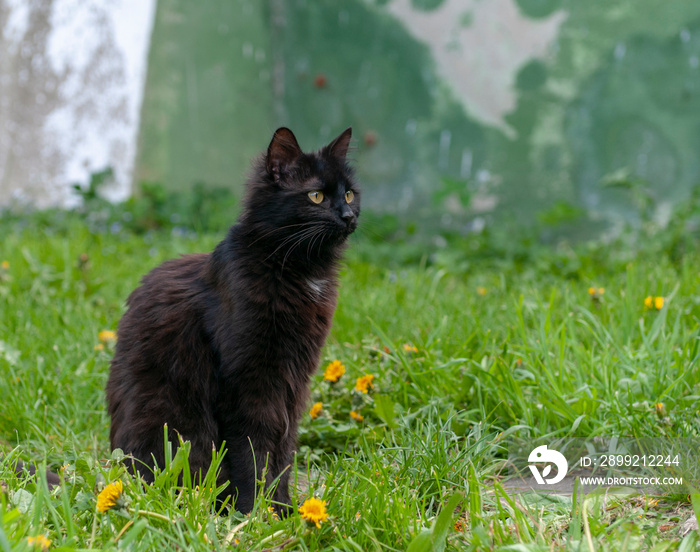 Cat (York Chocolate breed) pn grass in the backyard