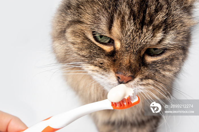 Fluffy tabby cat sniffing on toothpaste on toothbrush. Introduction to brushing cats teeth. Concept for dental health month in February or oral health for pets. Light grey background.