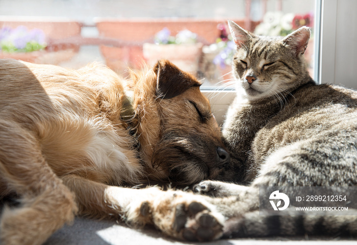 cat and dog sleeping together