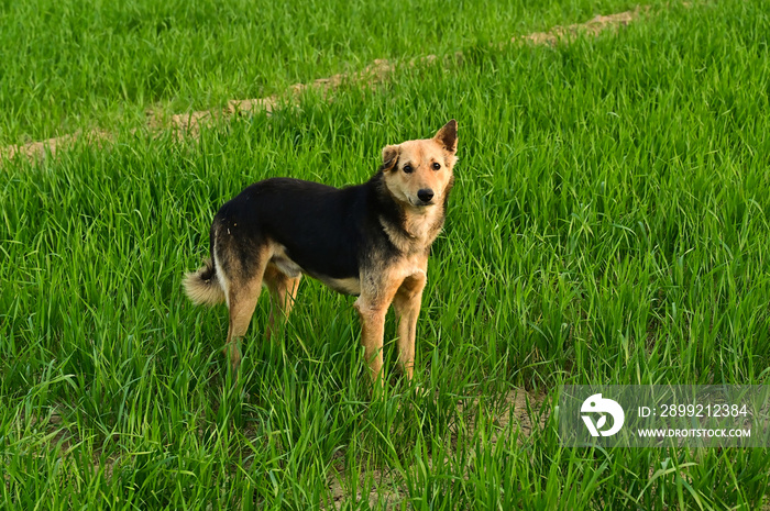 Pet dog standing in wheat field