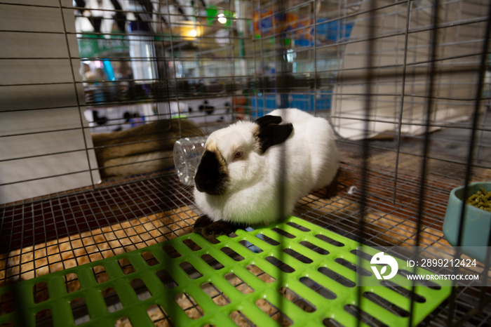 Isolated, close view of Standard Californian Himalayan markings rabbit in wire cage at the fair