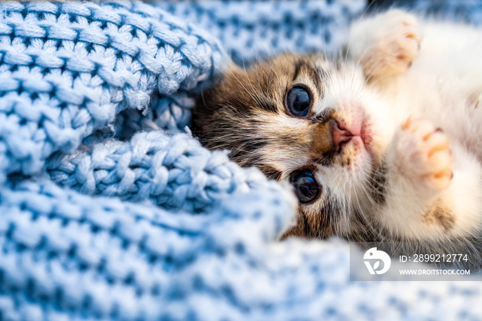 Cute tabby kitten relaxing on blue blanket, with blue eyes wide open looking at the camera. Close up.