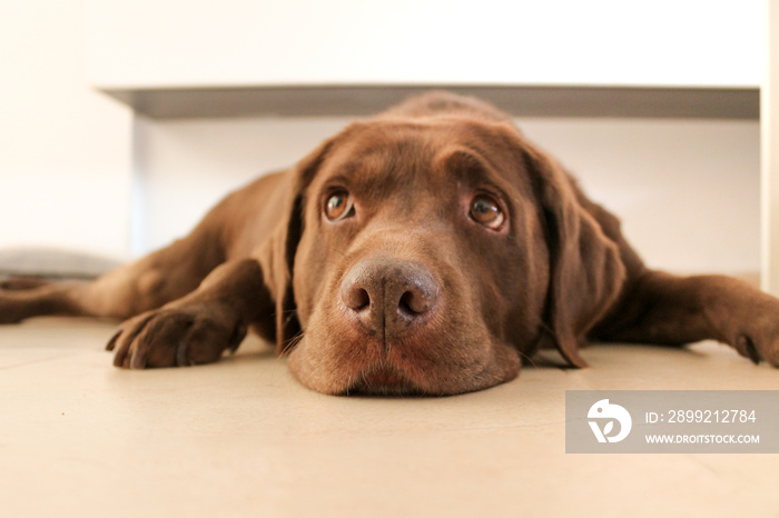 Cute chocolate colored Labrador retriever dog lying on the floor at home while looking up. Selective focus