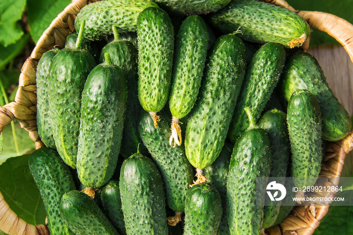 homemade cucumber cultivation and harvest. selective focus.