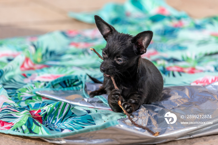 Young chihuahua Poddle mix puppy dog biting a stick