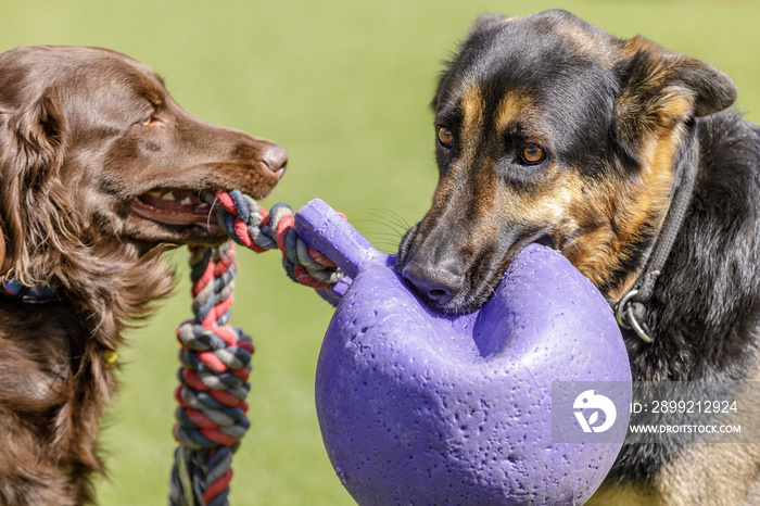 Golden Retriever and German Shepherd playing with a toy. Off-leash dog park in Northern California.