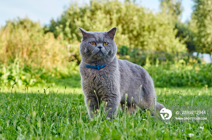 British short hair cat wearing flea collar hunting for miсe in the garden