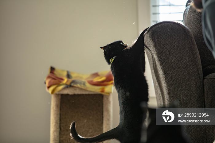 cat playing excited scratching couch