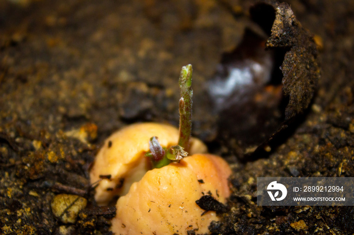 Young avocado plants in the flower pot, growing plants in the home. Avocado seed growing