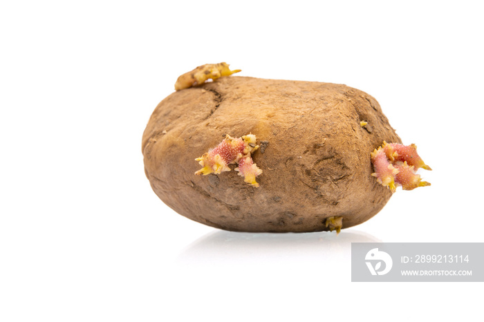 Potato sprouted in close-up on white background