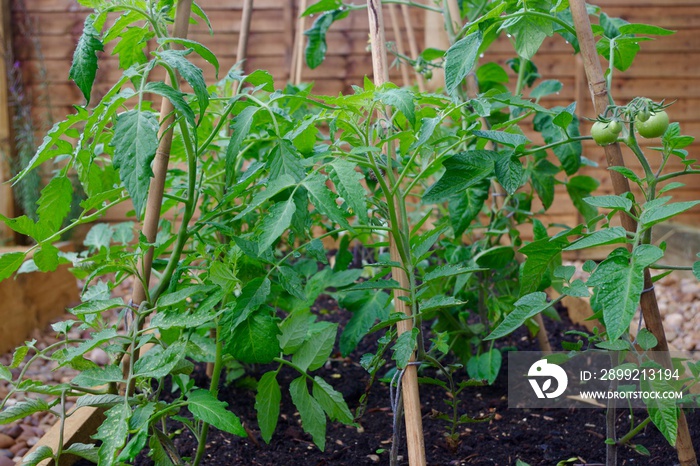 Tomato trellis in the garden