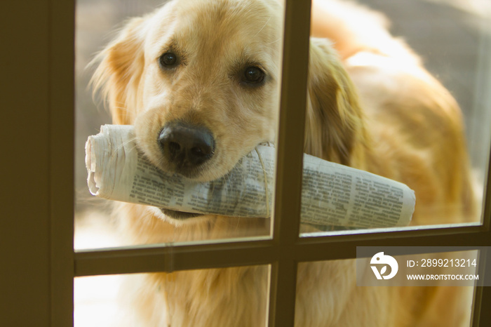 Golden Retriever dog bringing newspaper to door