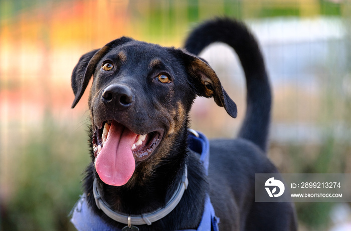 black dog portrait walking in a park, with harness and flea collar