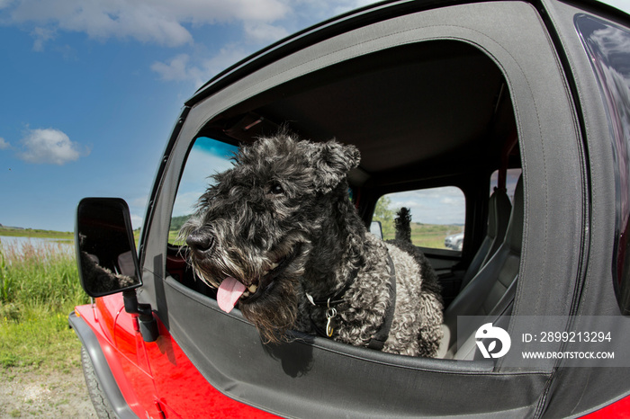 A fish eye view of a Kerry Blue Terrier with its head hanging out of the driver side window of a parked vehicle