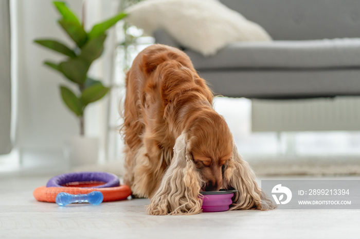 English cocker spaniel dog at home