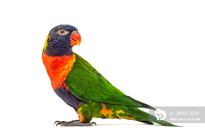 Side view of a Rainbow Lorikeet, Trichoglossus moluccanus