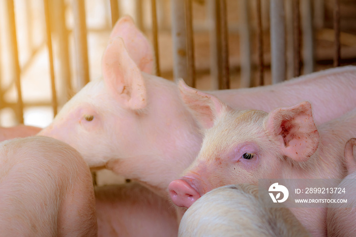 Little pig in farm. Small pink piglet. African swine fever and swine flu concept. Livestock farming. Pork meat industry. Healthy and cute pig in stall or barn. Mammal animal. Swine breeding.