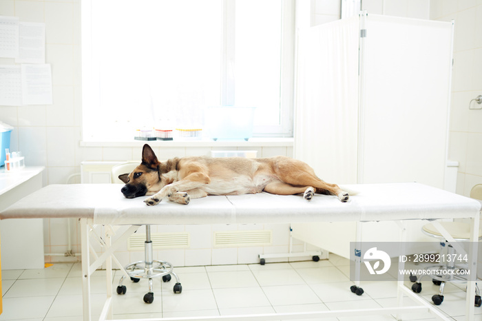 Sick dog lying on medical table in veterinary clinics and waiting for doctor