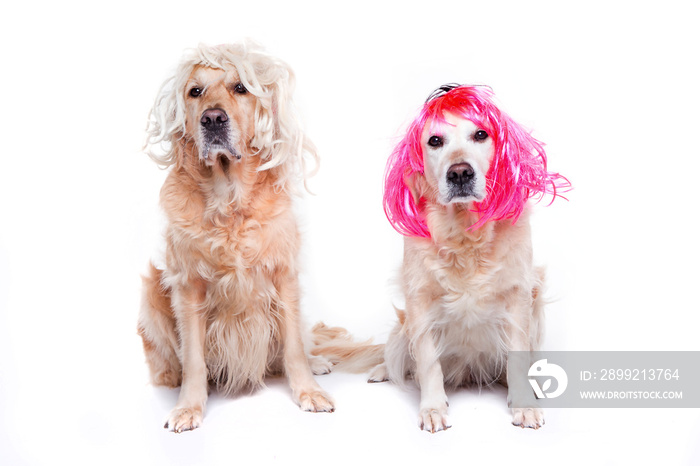 two golden retriever with wigs