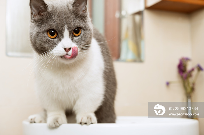 a cute british shorthair cat standing on a sink in a bathroom