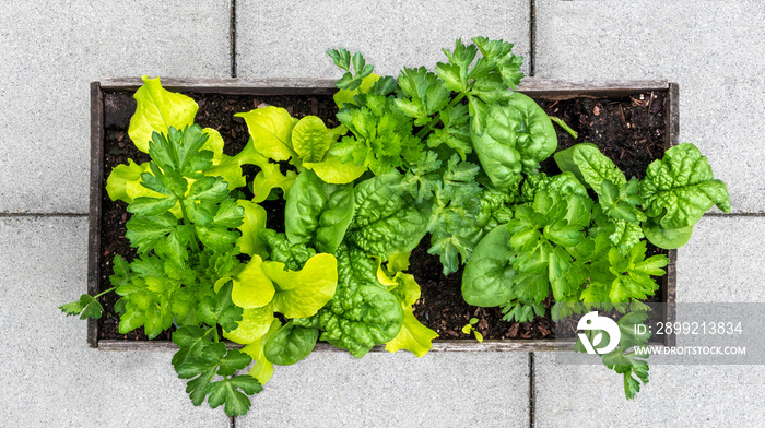 Veggie planter filled with lettuce, spinach and celery. Top view of raised garden bed using interplanting or intercropping planting method. Urban gardening in small spaces like a patio or balcony.