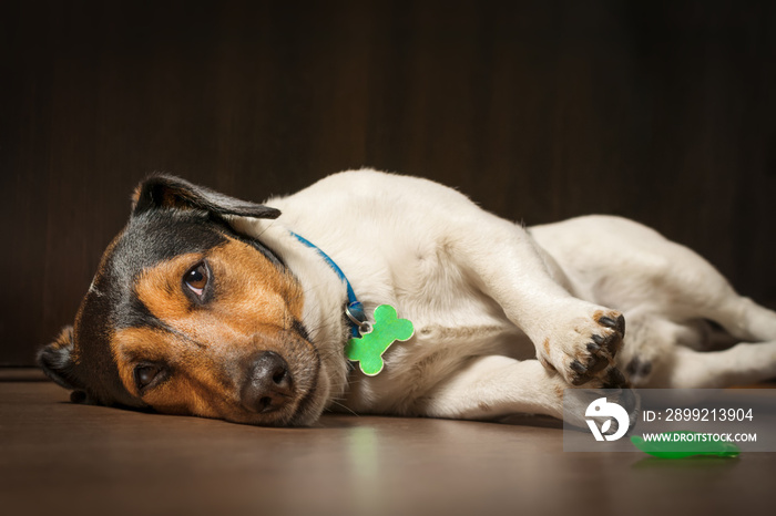 Dog lying on the floor with sad eyes