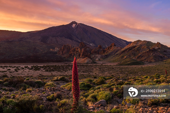 Tajinaste rojo floreciendo en el Parque Nacional del Teide al atardecer, Tenerife, Islas Canarias, España